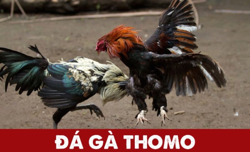 Đá gà Thomo - Nơi hội tụ phút giây thăng hoa đầy cảm xúc